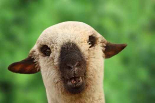 funny young sheep portrait looking at the camera