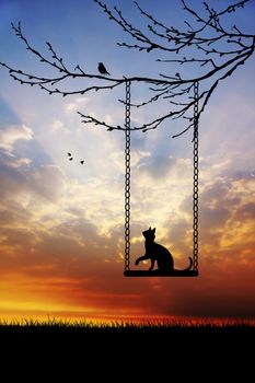 Cat on swing