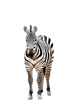 zebra isolated on white background