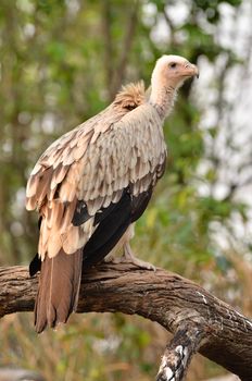  vulture in nature