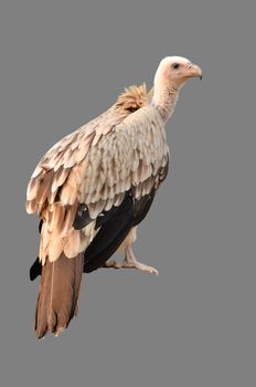 vulture isolated on white background