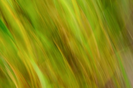 blur natural green background