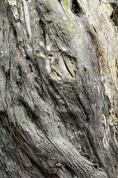 One Piece of Textured Wood in the Forest