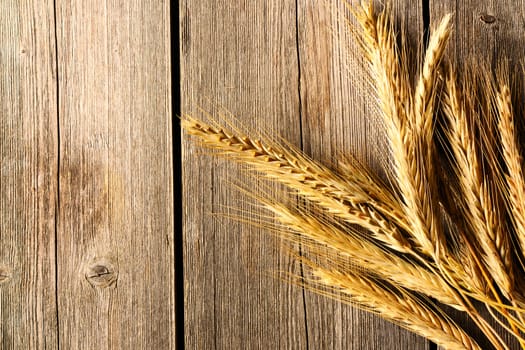 Rye spikelets on wooden background