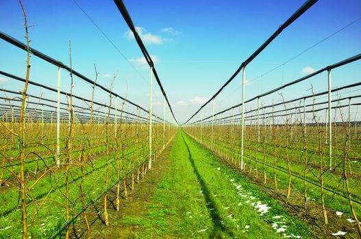 Apple trees in plantation with irrigation system