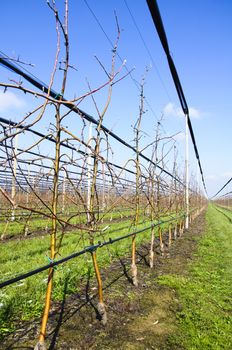 Apple trees in plantation with irrigation system