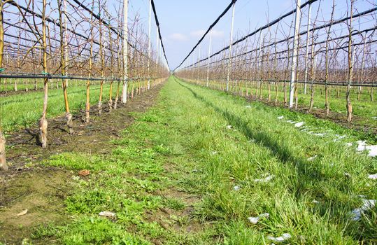 Apple trees in plantation with irrigation system