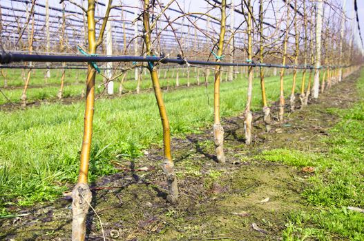 Apple trees in plantation with irrigation system