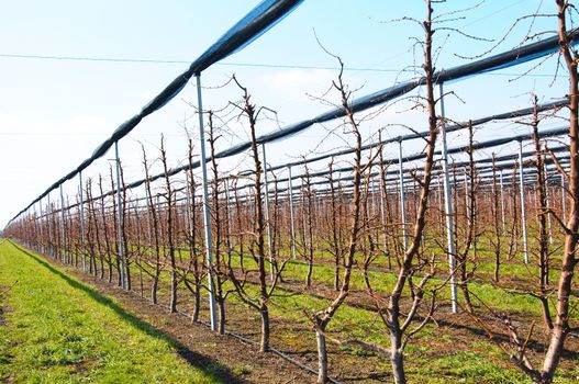 Apple trees in plantatin with irrigation system