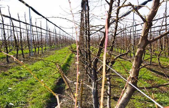 Apple trees in plantation with irrigation system