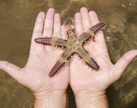 Starfish in the hands