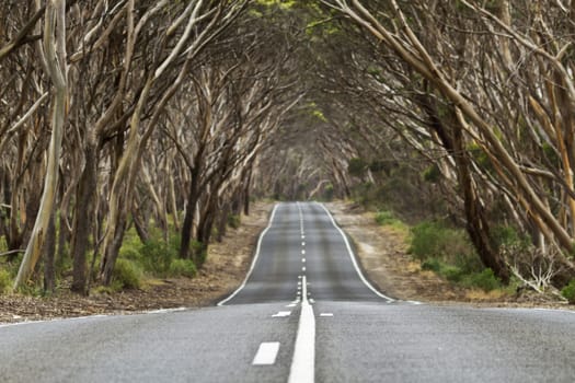 Arch of trees over country road creates powerful symbol of travel and journey; location is near Kingscote, Kangaroo Island, in South Australia. Road is Hogs Bay Road;  Horizontal image; 