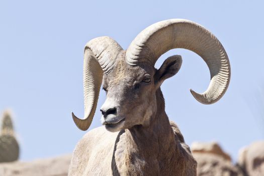 Bighorn sheep in Arizona against blue sky; location is Arizona-Sonora Desert Museum in Tucson, Arizona, United States;