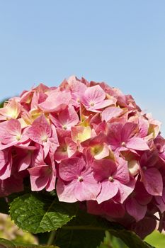 Copy space in blue sky above pink petaled flower with green leaves