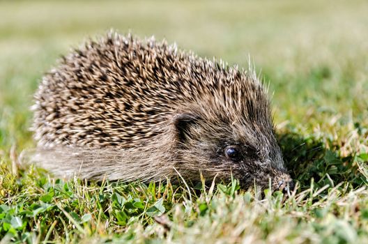 Hedgehog