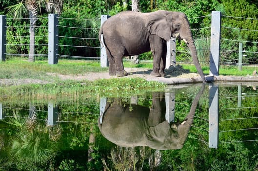 An elephant drinking water reflects onto the pond from which he is taking in the drink