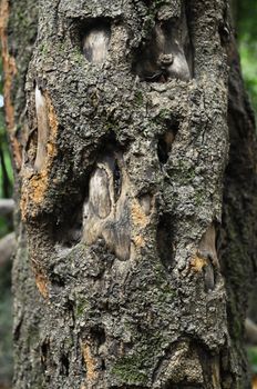 One Piece of Textured Wood in the Forest