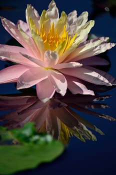 A soft pink and yellow water lily in bloom and reflecting in a pond