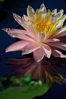 A soft pin water lily with a yellow center