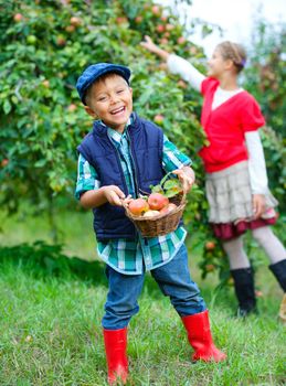 Harvesting apples. Cute little boy with sister helping in the garden and picking apples in the basket.
