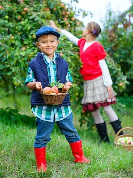 Harvesting apples. Cute little boy with sister helping in the garden and picking apples in the basket.