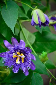 Purple passion flowers blooming on the vine