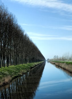 Trees along a canal in Belgium march to the horizon