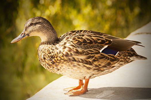 Picture of a female duck