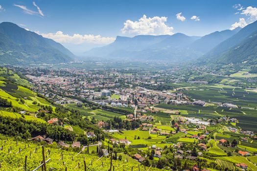 View to Merano South Tirol with mountains and wine branches