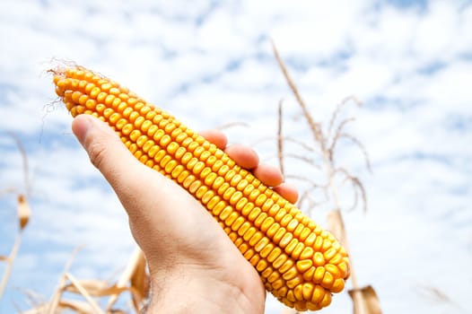 maize in hand over field