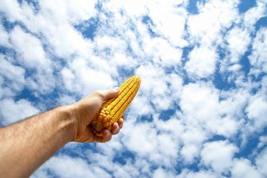 maize in hand under cloudy sky