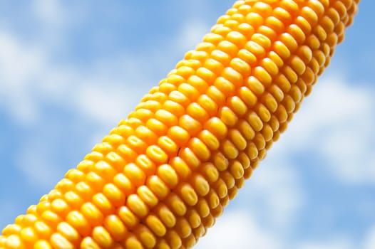 maize close up under cloudy sky