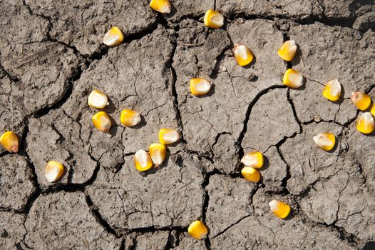 grains of corn over cracked earth