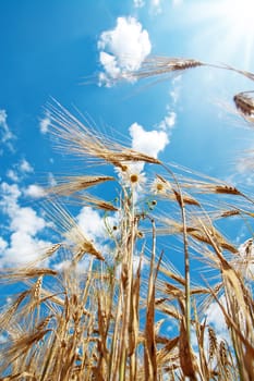 chamomiles with wheat under cloudy sky