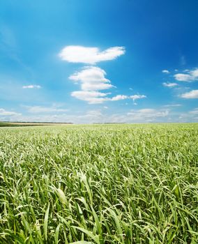 green grass and blue sky