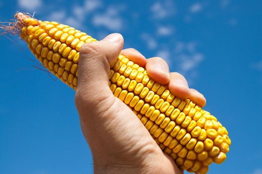 maize in hand under sky