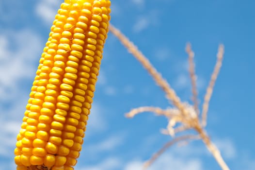 maize close up under cloudy sky