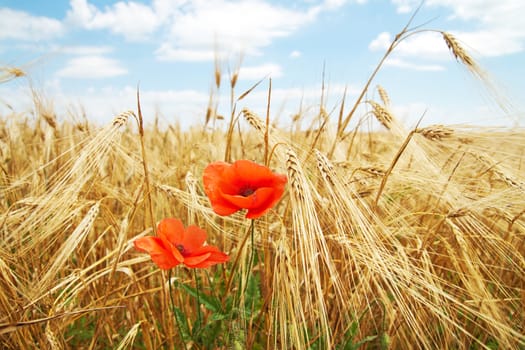 red poppy on field of ear