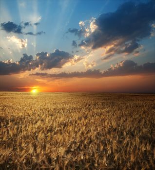 field of wheat in sunset time