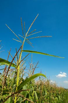 field with maize