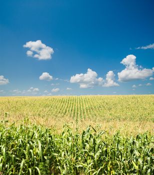 field with corn under blue sky and clouds