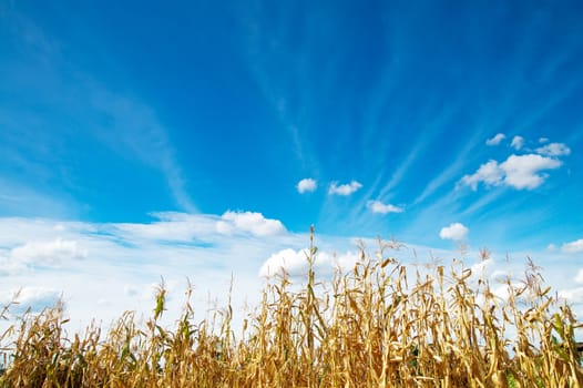 field with maize