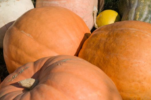 orange ripe pumpkin in field