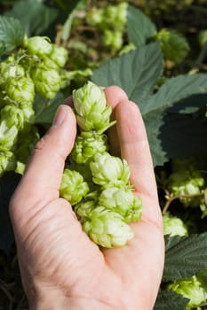 green hops in hand