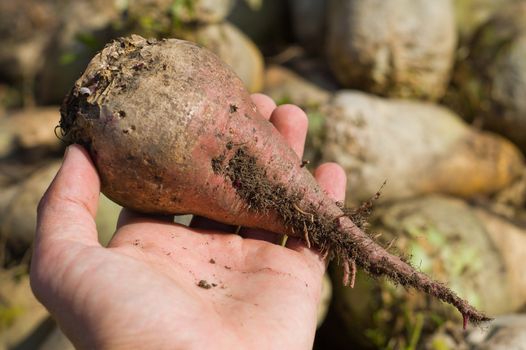 beet in hand