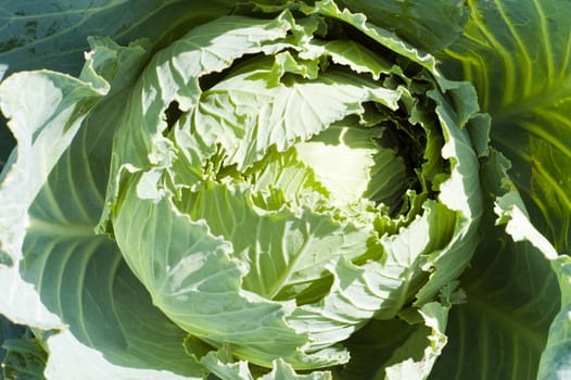 Cabbage on plant