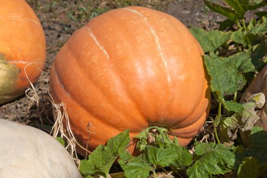 orange ripe pumpkin with green leaf