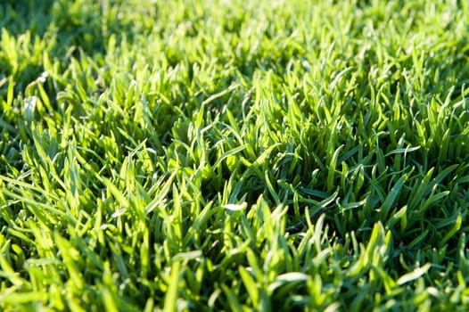 green grass as background