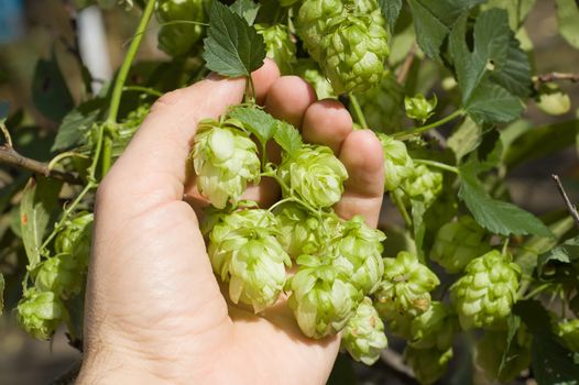 green hops in hand