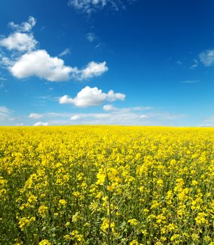 flowers of oil rape in field with blue sky and clouds